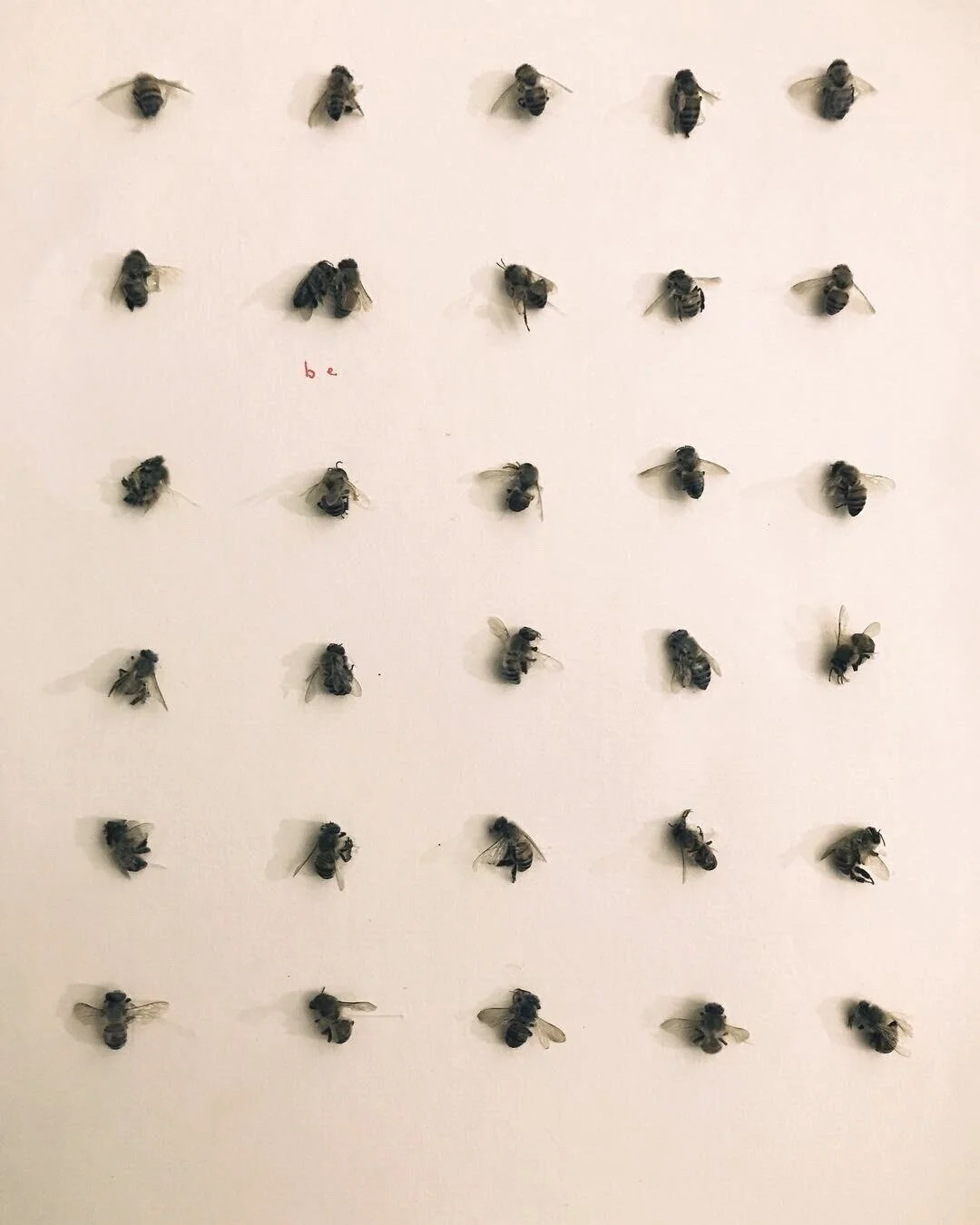 Pollinator Poem